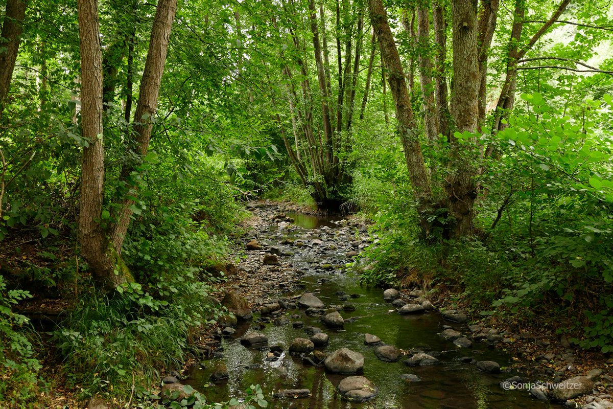 HessenSonja5767's tweet photo. Der #Faulbach bei #Probbach …................... #Mengerskirchen #Wasser #Bachlauf #Bach #Natur #LimburgWeilburg #Limburg #Weilburg #Westerwald #Mittelhessen #Hessen #Germany https://t.co/6eiKfQIf1E