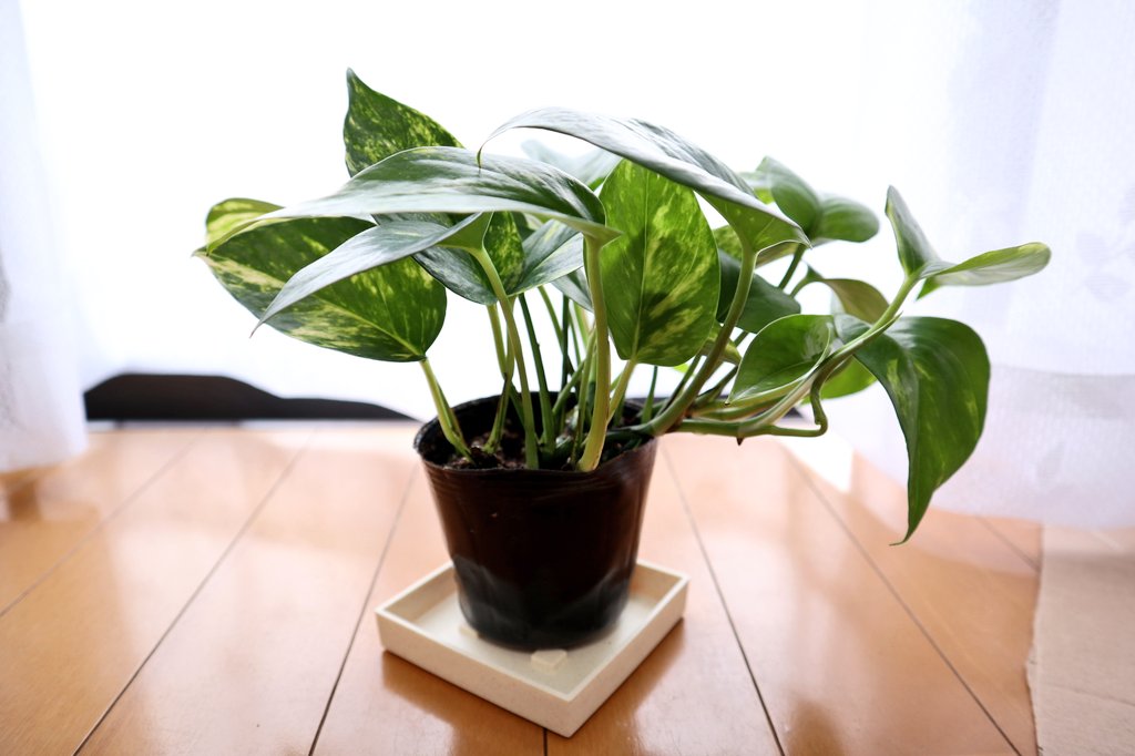 まっちゃん はじめまして こんばんは Kawa S観葉植物さん フォローをありがとう ございます 綺麗なポトスさんですね これからよろしくお願いします まっちゃん はじめまして こんばんは Kawa S観葉植物さん フォローをありがとう ございます 綺麗なポトスさんですね これからよろしくお願いします