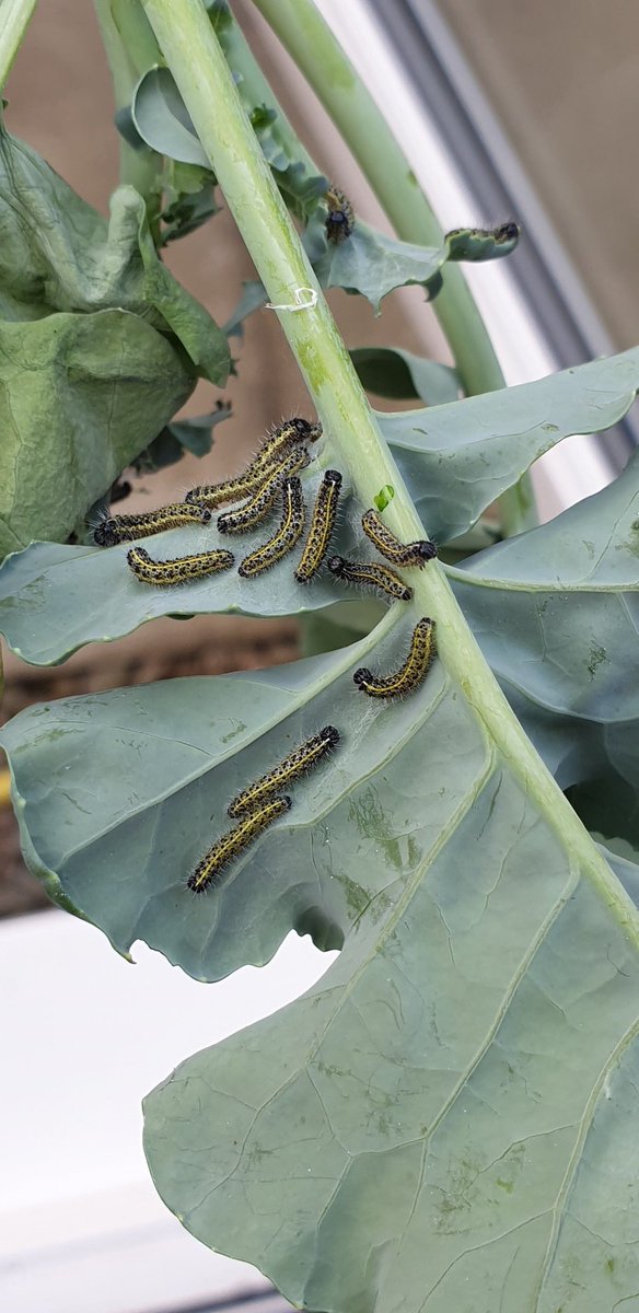 LauraOC_AXS's tweet photo. Im soo torn.. its great to see wildife thriving in the garden but on my brocolli..really!? Why there?! - sorry guys you gotta go...(took them to the park) #wildlife #pests #homegrown #caterpillar https://t.co/WNhv97H01d