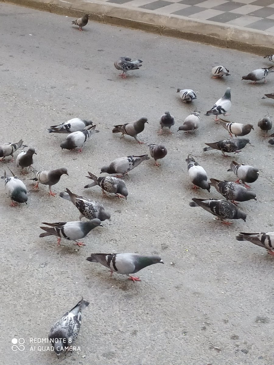 İnsanlarda bu şekildeler son 24 saatte tanıdığım 3 kişide covid-19 testi pozifit çıkmış ve eminimki dahada haber gelmeye devam edecek ama Sağlık Bakanlığı'na bakarsan bugünkü vaka sayısı 995 gülelim mi ağlayalım mı bilemedik 🤔