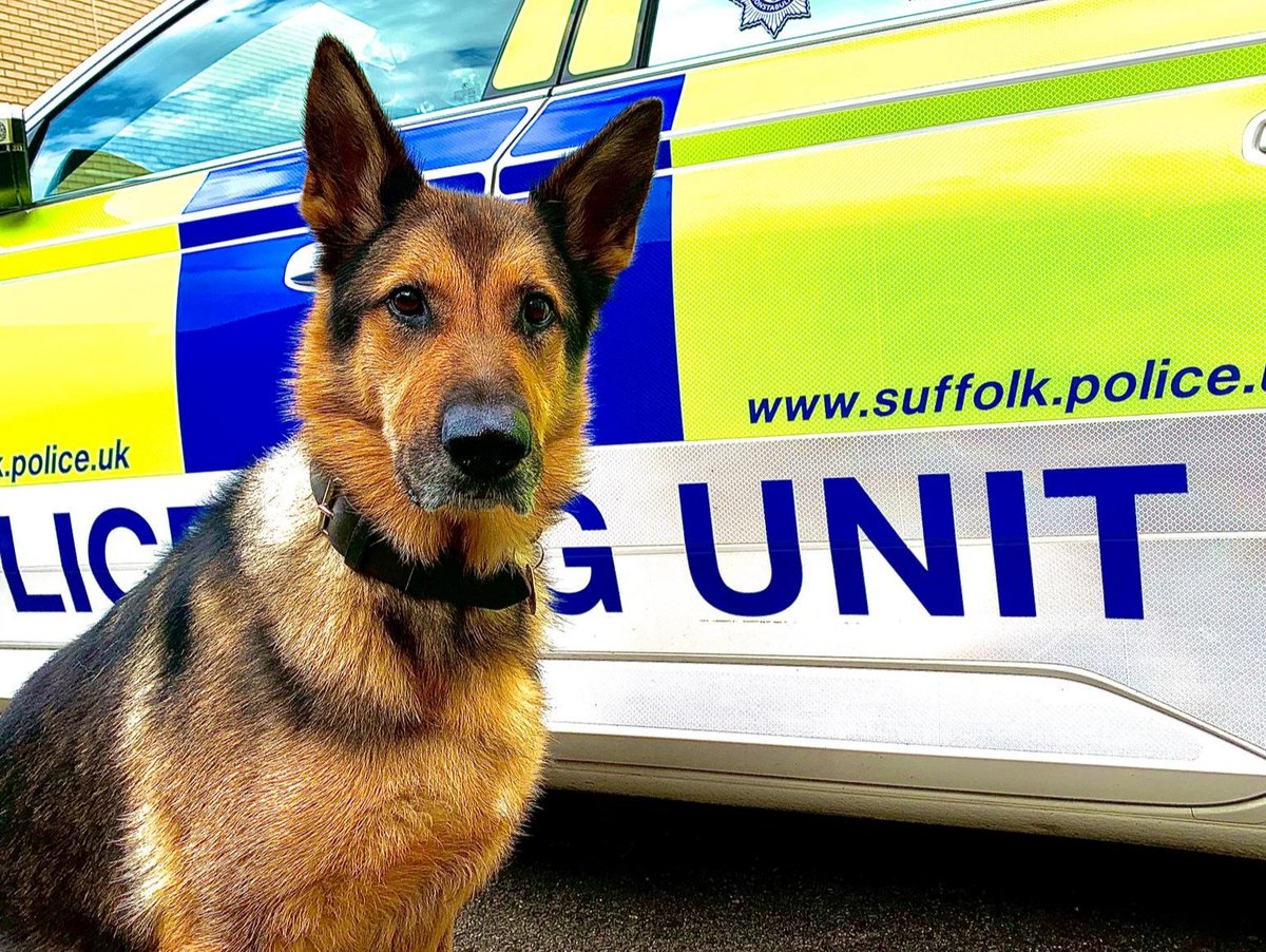 NSPoliceDogs's tweet photo. PD Layla back from sick leave with a bang 💥. Located a distressed and vulnerable missing teenager in the woods after a short rural track from the home address @suffolkpolice #welcomeback #lovesherjob #367/68 https://t.co/iu0A1rUJL4