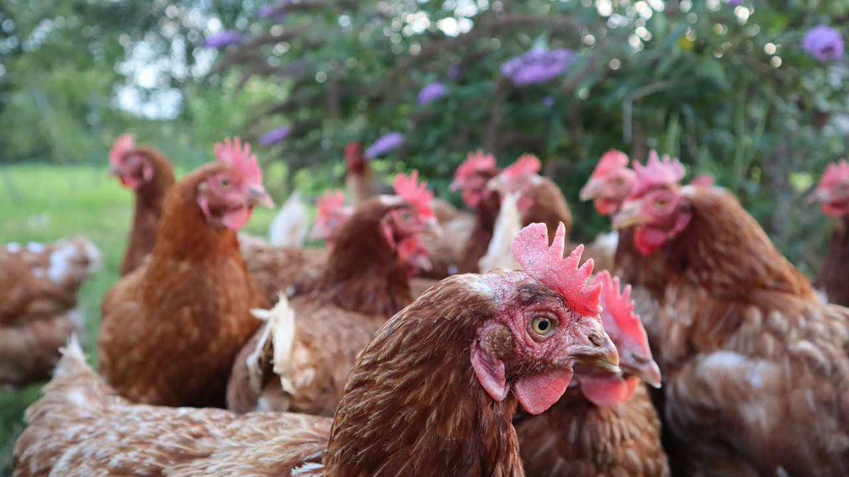 Hello girls!
#happyhens #exbatts #exbatteryhens