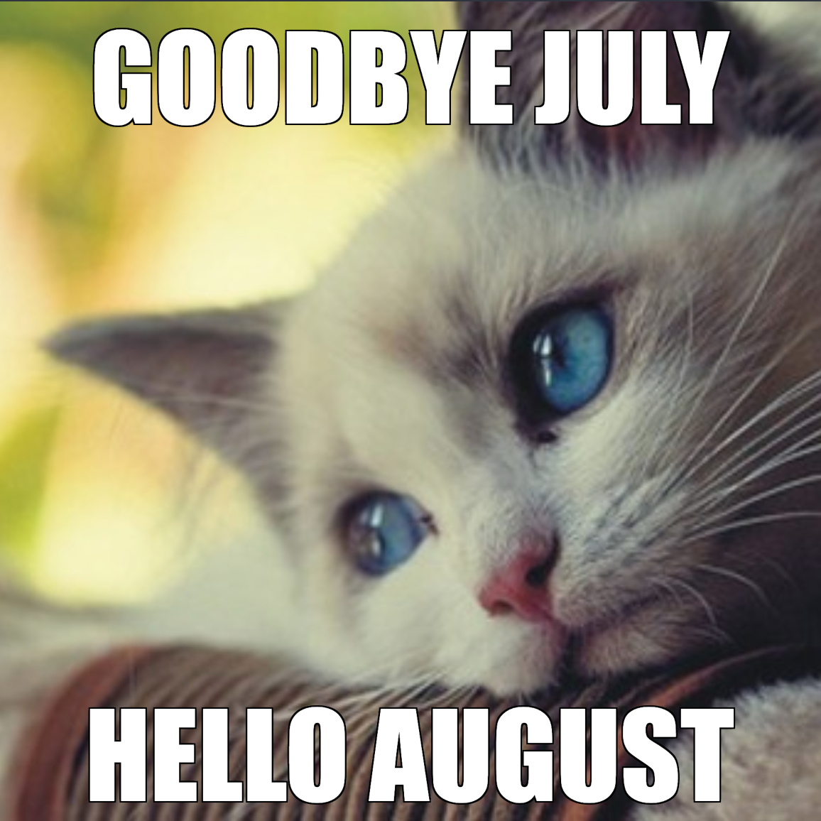 And all of a sudden... it's August!

Can you believe summer is almost over?!😱

#catstagram #catsofinstagram #catlife #catlady #meow #kitty #kittycat #instacat #kittylitter #kitten #august