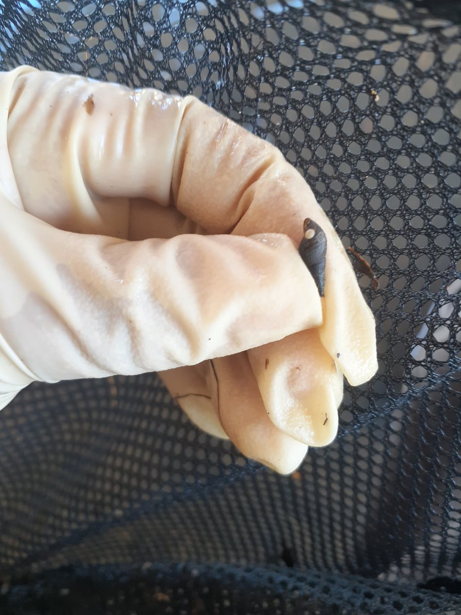 miscell_p's tweet photo. Seems Neritina natalensis is leaving eggs on top of Tarebia granifera 😮 #snail #dramainecology #justsnailthings #neritina #tarebia https://t.co/68lIVdHoKr