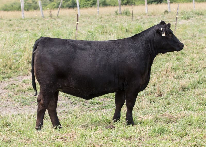 Proud to offer this Banknote  daughter out of Wiwa Creek  Bellemere( our reserve jr champ female, 2018 Royal) at the AAC sale Sept 5 in Hanover ON. Sells bred to OHL Gunner, our multiple trait leader LD Capitalist son