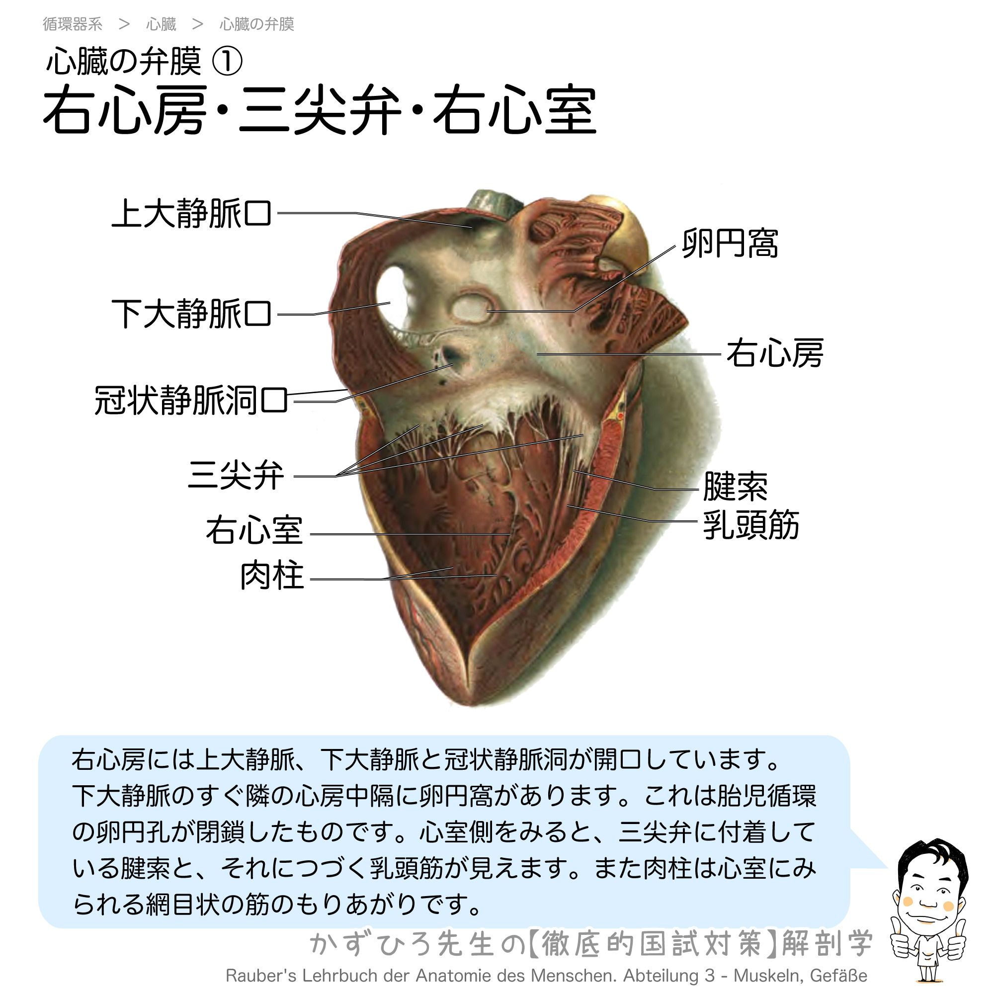 英語版　ウィルコックスの心臓外科解剖学　医学　医療 image.png?fit=700,510&ssl=1&w=640