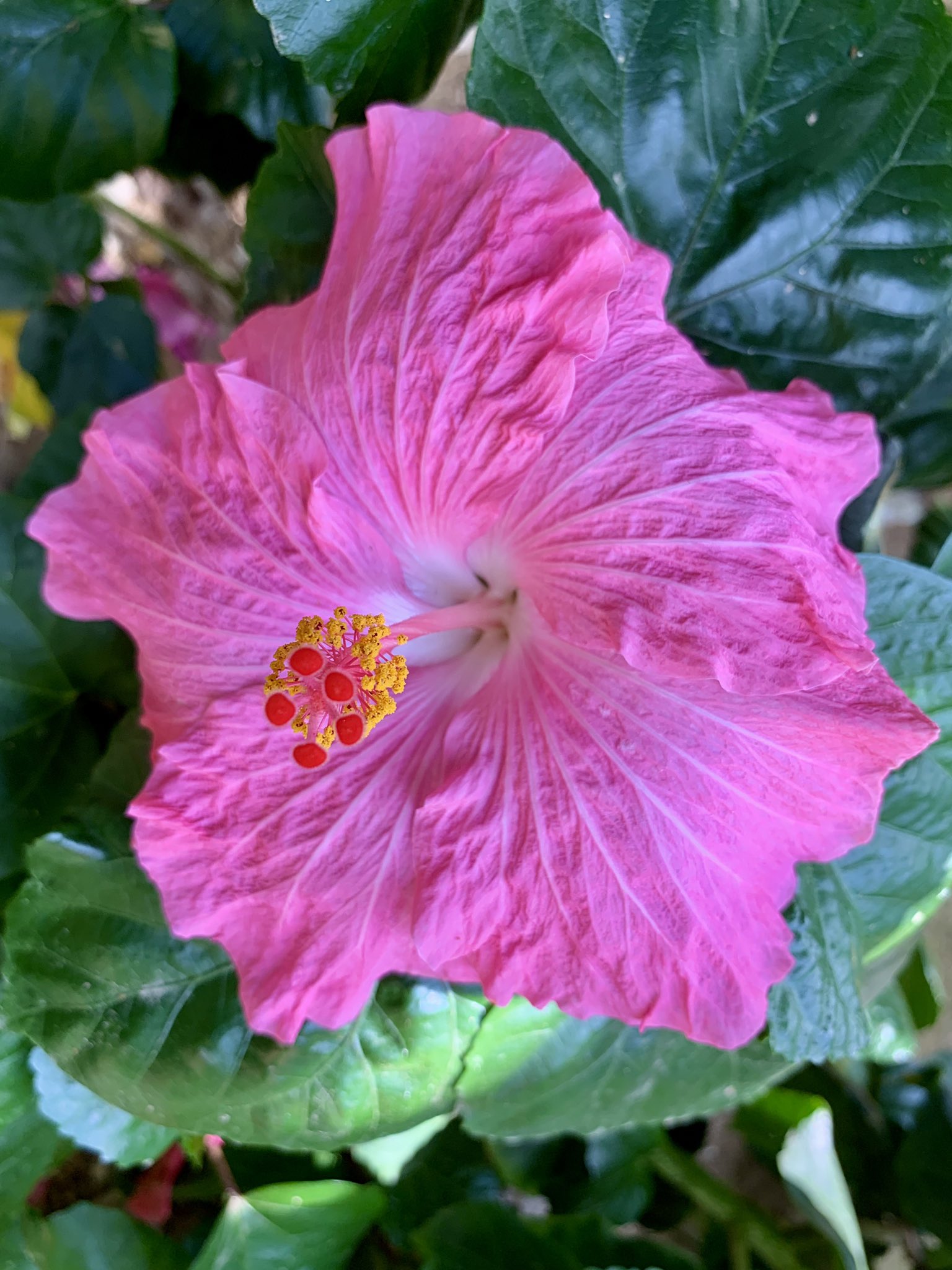 Cloudsailor 星羅の一日一花 ハイビスカス 別名ブッソウゲ 仏桑花 扶桑花 仏桑華 沖縄では赤花 極めて変異に富み多数の園芸品種がある アオイ科フヨウ属 原産地は中国南部やインド洋諸島など諸説ある Chinese Hibiscus China Rose Hawaiian