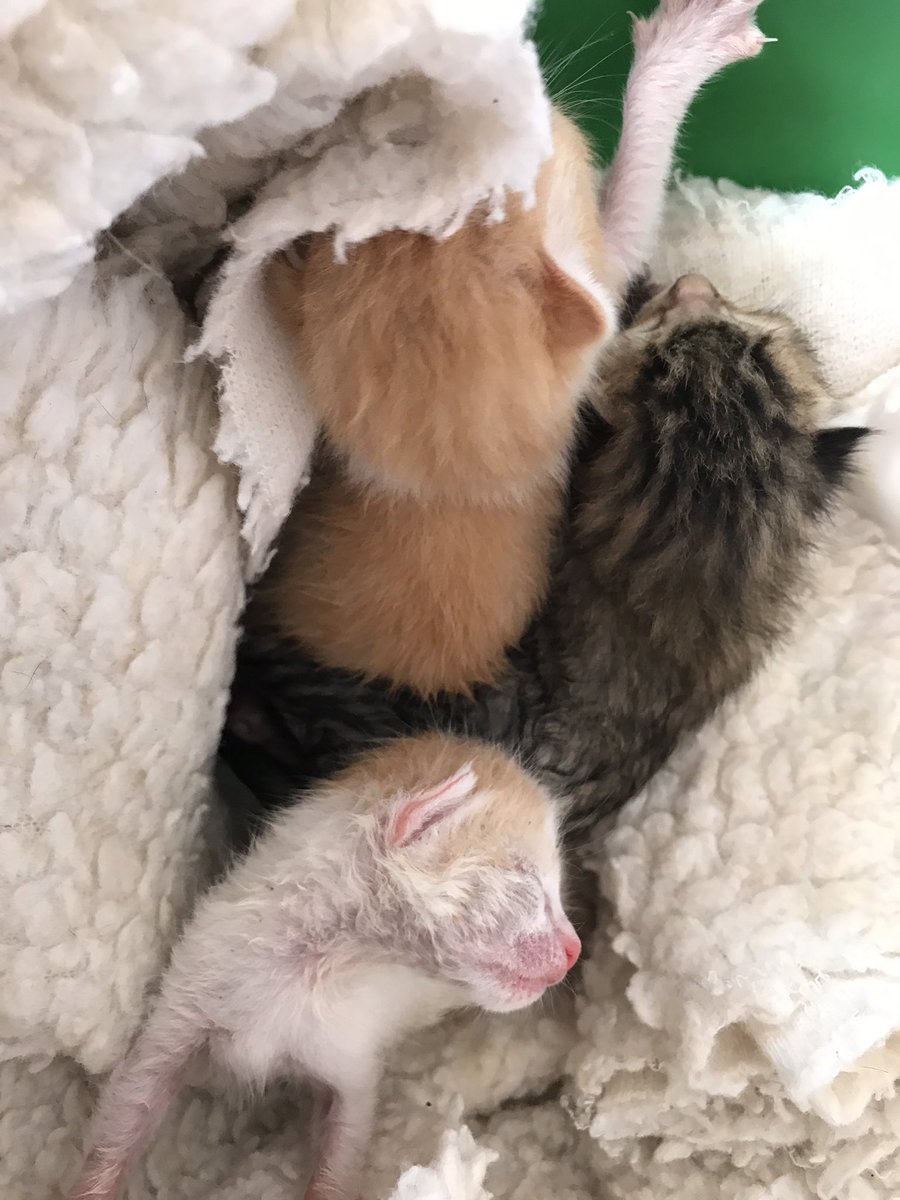 SkyKloudER's tweet photo. Hola buenas 👋🏼 #SOSGatitos abandonados en una caja a las afueras de Estelí lamentablemente la mamá estaba atropellada a pocos metros y ahora están solitos necesito una gata nodriza por favor 🙏🏼 o un RT para q esto llegue 🥺 2 machitos y 1 hembrita  AYUDA POR FAVOR https://t.co/glwLZzoa9h