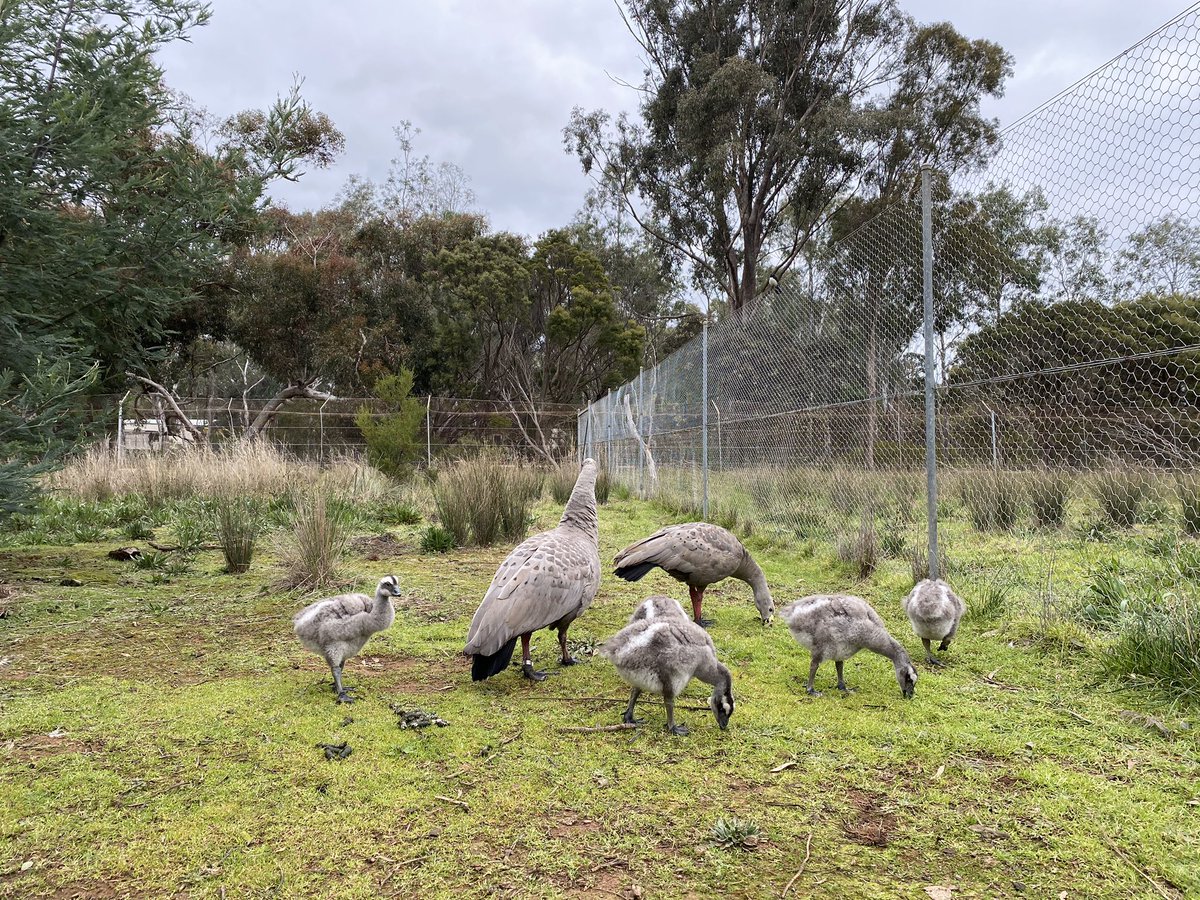 These Cape Barren Goose goslings are growing up fast! Serendip is a great home for goose families thanks to its predator proof enclosures. #capebarrengoose #wildlife #threatenedspecies #serendipsanctuary #mygeelong