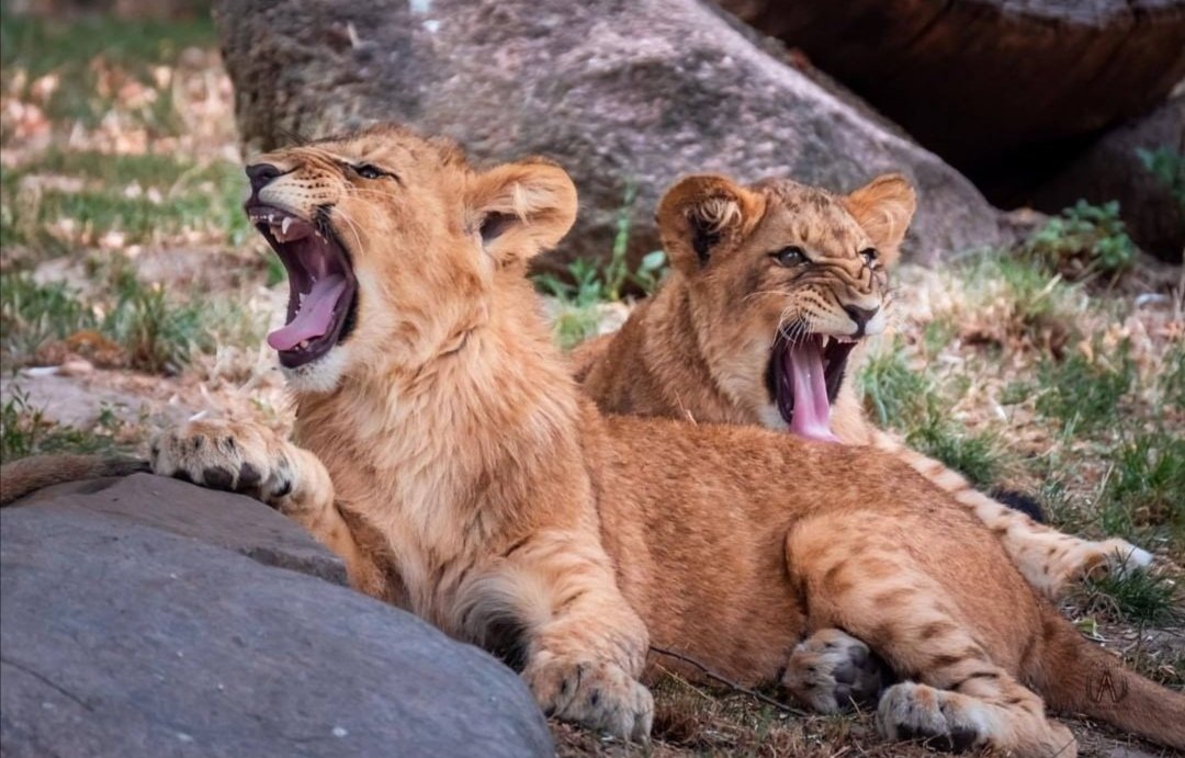 21Mayloo's tweet image. Quand moi et mon ami.e on entendra notre son du moment 🥳... Faudrait juste trouver une personne avec les mêmes goûts musicaux que moi...