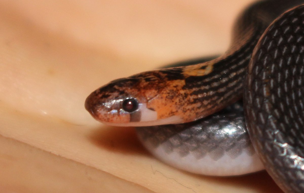 LizardboyJanne's tweet photo. @scott_eipper and I are collecting records for our review of colour and pattern anomalies in Australian elapids, colubrids and natracines.

This review is part of some work we will be hoping to publish later this year. MORE DETAILS BELOW!
#Australia #Herpetology #WildOz #snakes https://t.co/9NJbbrTI30