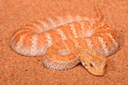 LizardboyJanne's tweet photo. @scott_eipper and I are collecting records for our review of colour and pattern anomalies in Australian elapids, colubrids and natracines.

This review is part of some work we will be hoping to publish later this year. MORE DETAILS BELOW!
#Australia #Herpetology #WildOz #snakes https://t.co/9NJbbrTI30