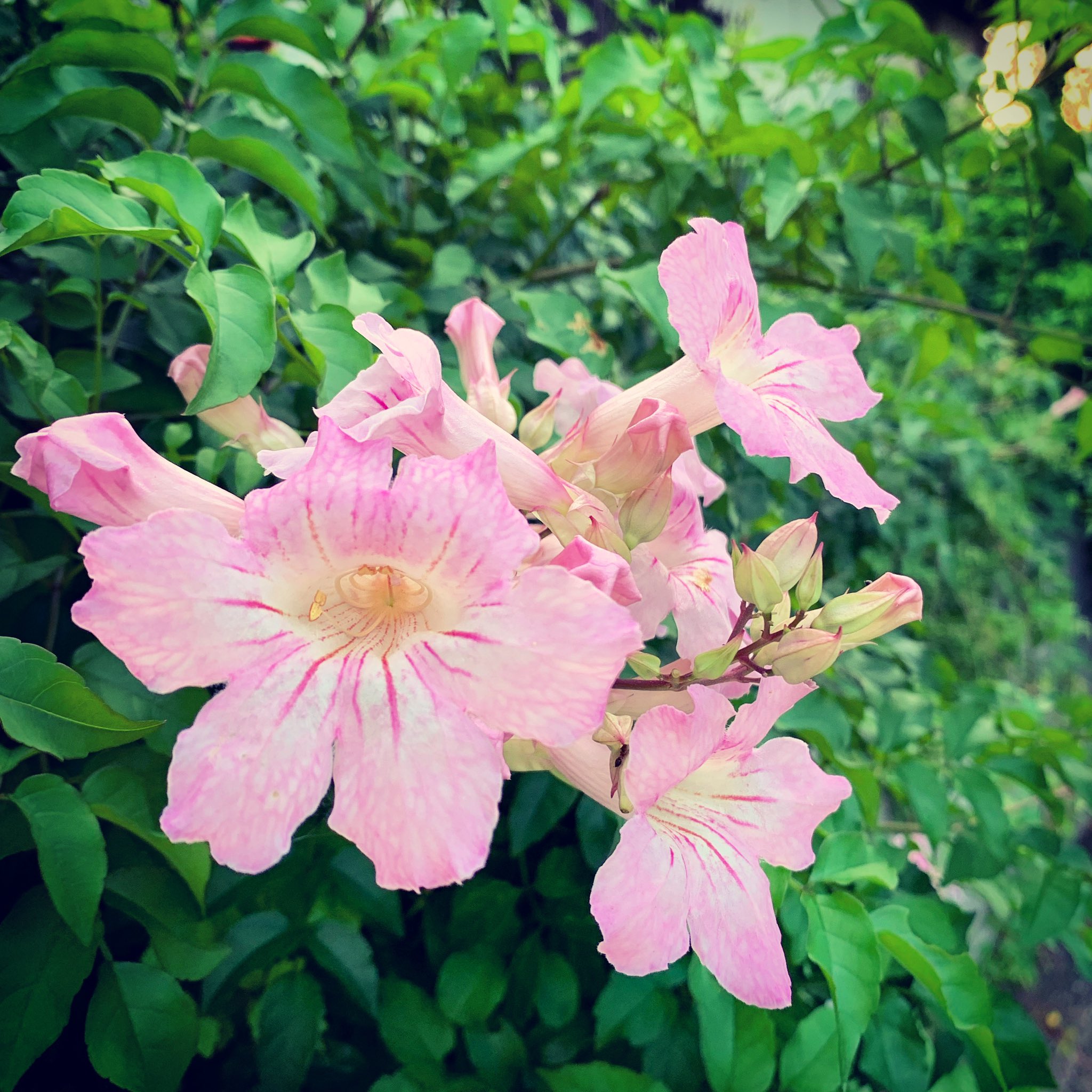 六井 ピンクノウゼンカズラ Podranea Ricasoliana 桃色凌霄花とも こっちは南アフリカ原産 ノウゼンカズラとは属から違うが仲間とみなされる 似てるし 自分用メモだから知りたい人はちゃんと調べてね 漢名の紫芸藤でググると濃桃色の花がポコポコ出てきて