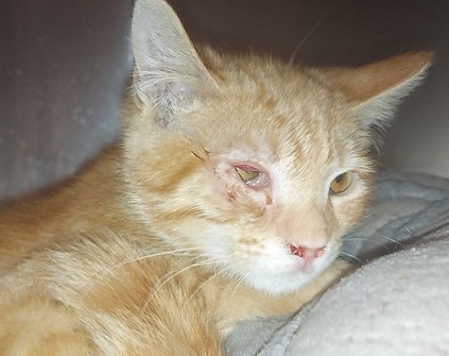 sachikoko's tweet photo. 🆘URGENT!🙏🏽PLZ KEEP SHARING🆘
🧡SWEET 2MO ORANGE #TABBY🐾#KITTEN🐾"FENN"🧡
🚨THEY'RE GETTING SICK!🚨
🚨STILL NEEDS #ADOPTION OR #RESCUEASAP!🚨
➡ ID 623359 Cage 639 https://t.co/cRtw0WIeez
🙏🏾#ADOPT #PLEDGE #SAVEALIFE #AdoptDontShop
#MARIETTA #GA @cobbkitties #CAT #KittenSeason https://t.co/ppIWjJ69lz