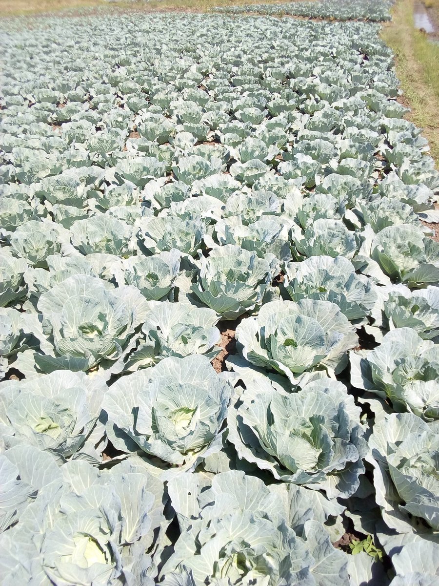Nivladis's tweet photo. Cabbages at heading stage
Var: #TacomaRZ F1
#Season3crop
#WeAreFarmers250
@HGTRwanda 
@YEAN_Rwanda 
@RwandaAgri https://t.co/SHZvGLLotO