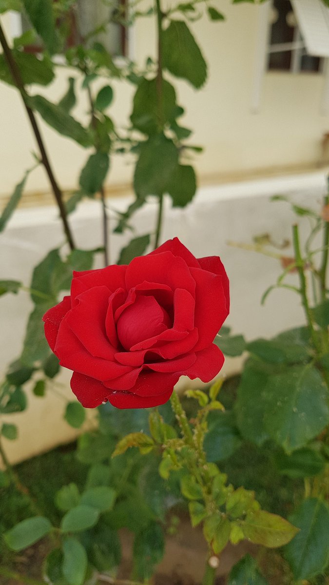 CeydaOgur's tweet photo. Bir hülyanın hatırasında
İnsan olsun
Ağrı olsun
Sabır olsun
Akşam olsun
#Aşk #olsun
Bir de zeytin ağacı
Olsun içinde
Canım şairim,
#Sendeol
Bir yerinde bu güzel şiirin
Başka bir şey olmasın
#BİRHANKESKİN
💕💕💕
#Gitmelerolmasın
#iyigeceler
02:00 https://t.co/chnjVHO4GJ