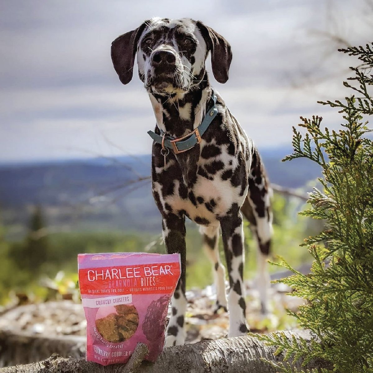 RT if you enjoy the great outdoors 🌲 with your pups.
“These were a perfect snack for all the #dogs when we reached the top! All the dogs definitely enjoyed them.”
📷: @corathedalmatian
#snacktime #dalmatian #treats #outside