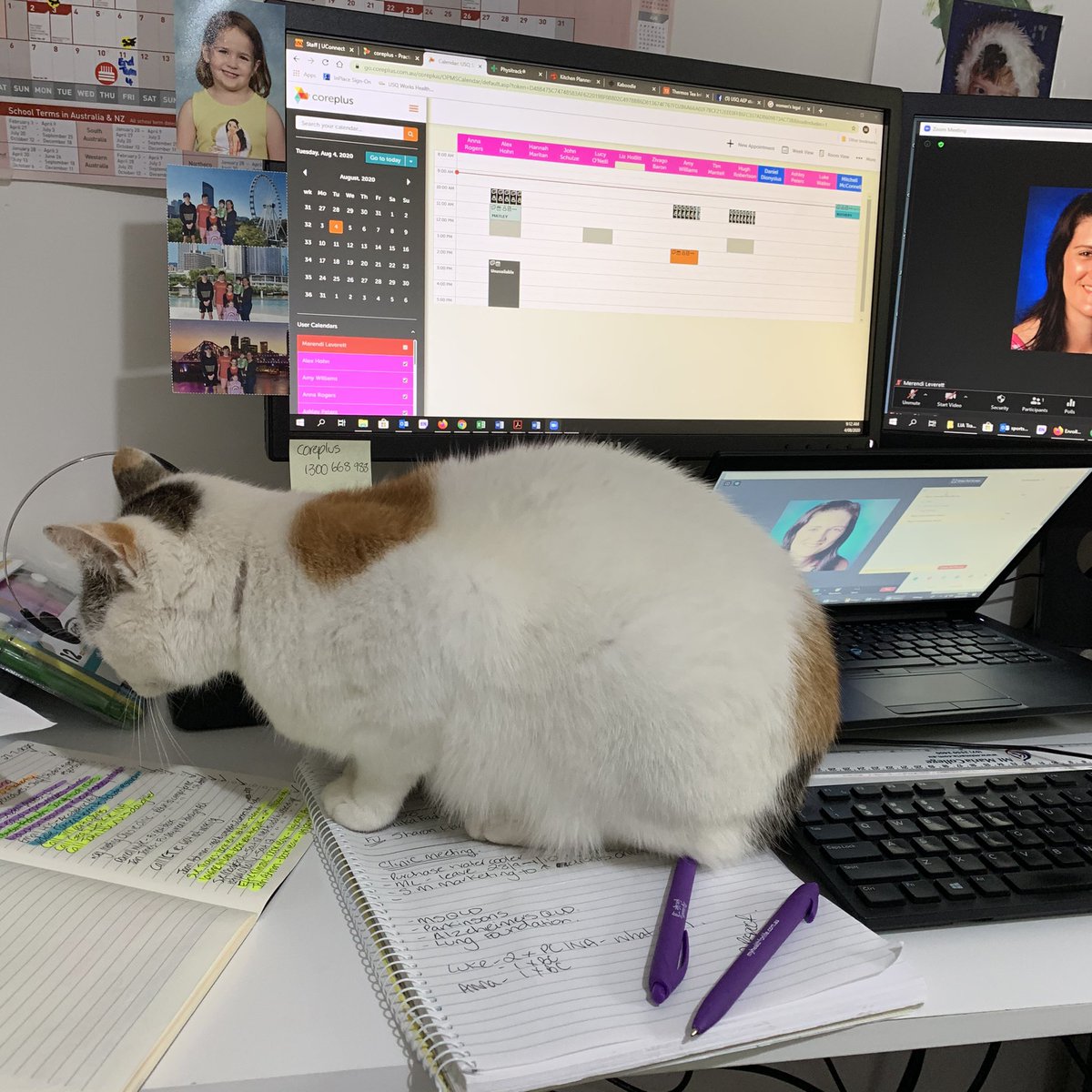 When your #furbaby decides she does not want you running your #studentclinic #online today #exerciseismedicine #jointmovement #prostateclinic #usq <a href="/Merendi/">Merendi Leverett</a> <a href="/usqedu/">usqedu</a> #distractions #covid19