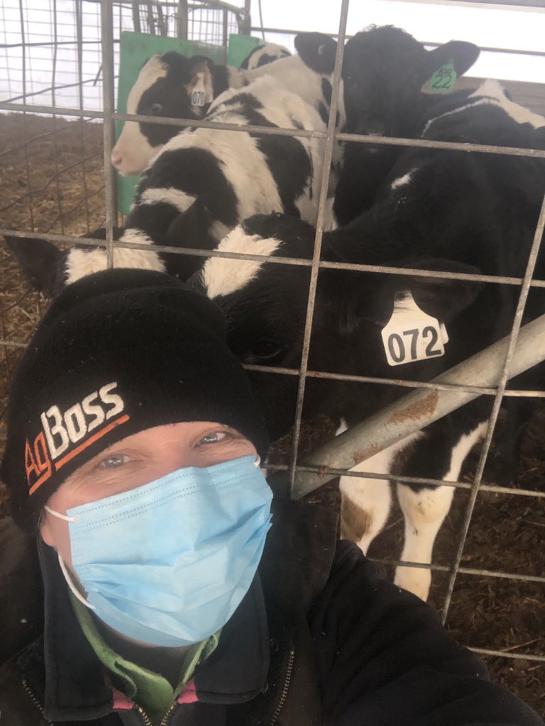 CraiglandsCows's tweet photo. #MasksonFarm @VFF_UDV all humans have their masks on at #Craiglands  but the cows don’t think much of wearing them! They tell me it is because THEY have a vaccine against coronavirus 😂. Cheeky buggers   @billing_dairy #covidhumor https://t.co/FczclmfwuI