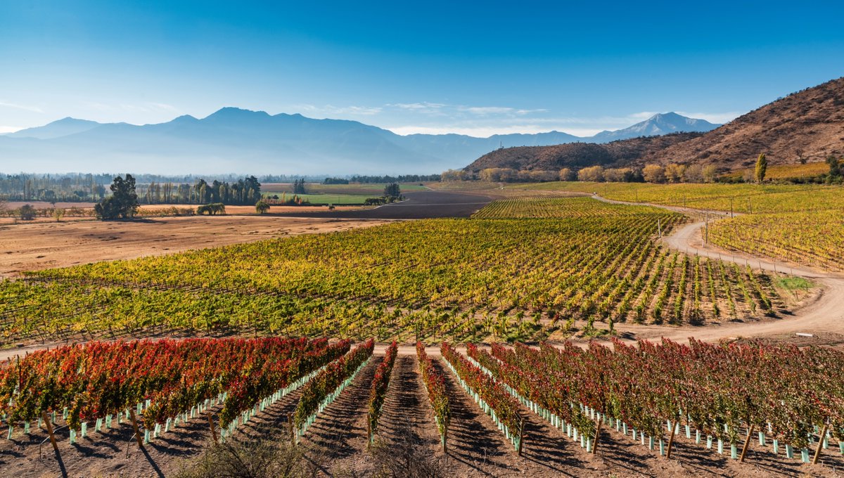 Entender el origen | Understanding the origin 

La temperatura ideal en el valle surge debido a las corrientes frías cordilleranas durante la noche y templados días soleados durante la época estival.
 #Vinaharasdepirque #Organicwines #MaipoValley