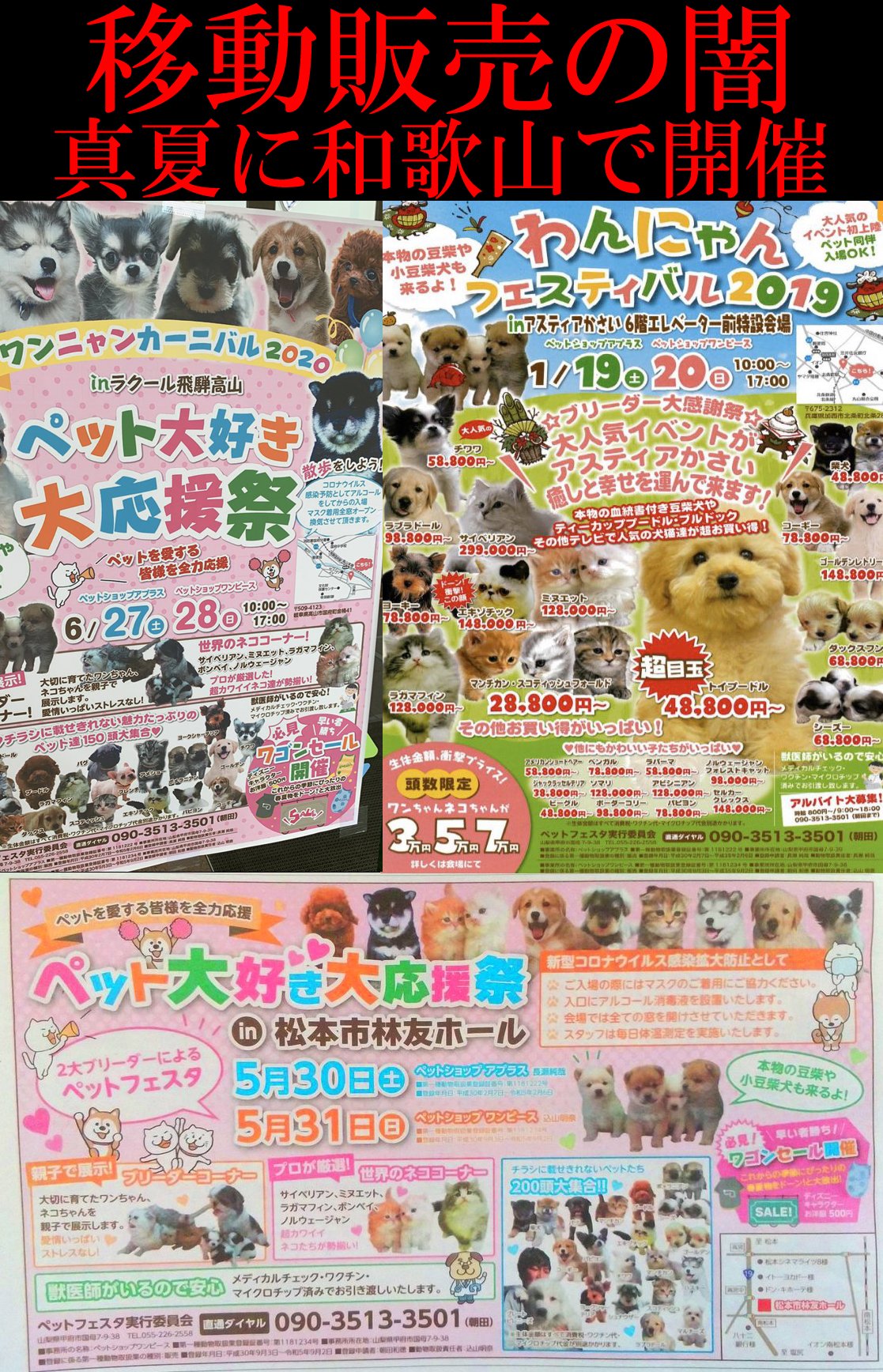 Life Investigation Agency Official どうぶつ虐待gメン 公式 8月8日 土 9日 日 和歌山県田辺市 紀南文化会館 で犬猫移動販売開催予定 以下に ご意見先 主催者情報などを明記 T Co Xgktm3bxo0 移動販売で凄まじい数の動物達が