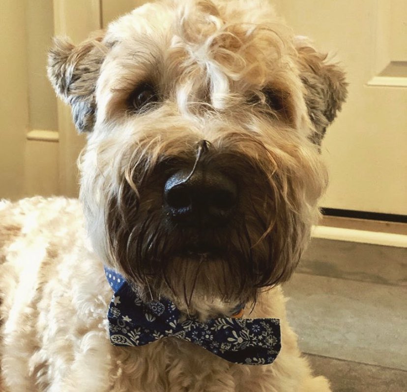 JackEichholz's tweet photo. Molly and Dante are still waiting for @joniernst to apologize to Ringo #IStandWithRingo #RingoGate https://t.co/3VAuLpwjpw