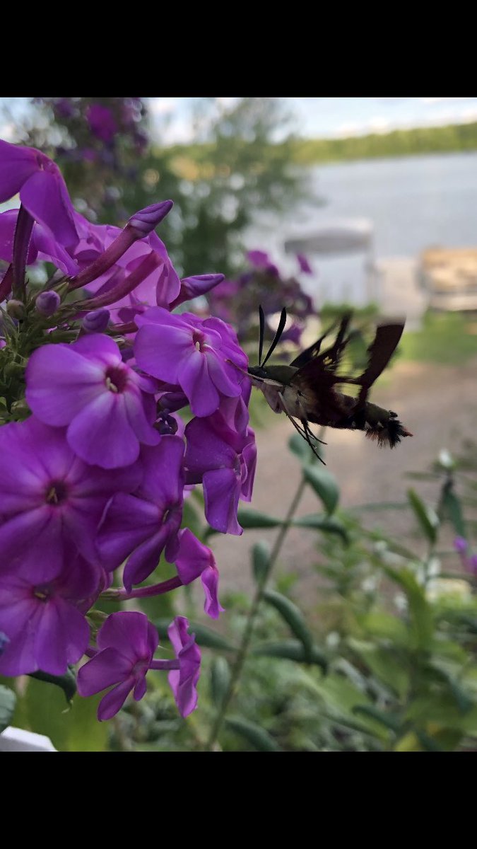 puttsandmutts's tweet photo. These guys are fun visitors to my garden, #HummingbirdMoths. A moth that looks/acts like a hummingbird. I think the technical term is Hummingbird Clearwing moth if I have the ID correct? #Moths #NatureRules #TwitterNatureCommunity #GoTwins https://t.co/kVtjhDNgAJ