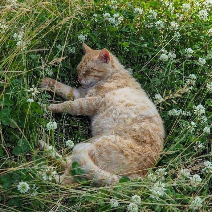 kenzhadley's tweet photo. cats,,, in flower fields https://t.co/1nGywsWjQW