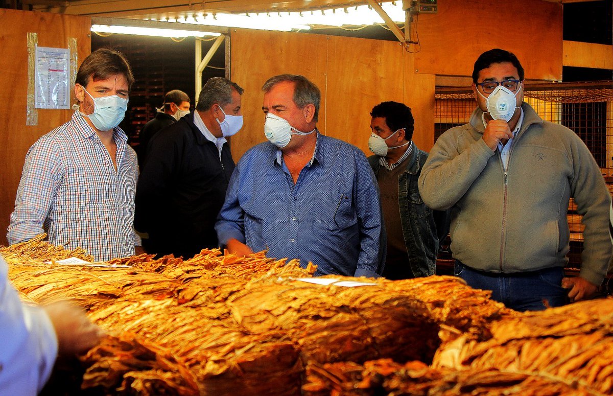 El Ministerio del Agro y la Producción comunica la finalización de la campaña 19/20 con un total de 30.629.196 kilos de tabaco acopiados. El desarrollo del acopio tabacalero se realizó íntegramente en el marco de las medidas de cuidado de la salud requeridas ante el Covid-19.