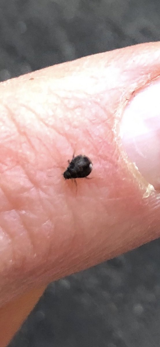 Ologies is on blooski tweet media