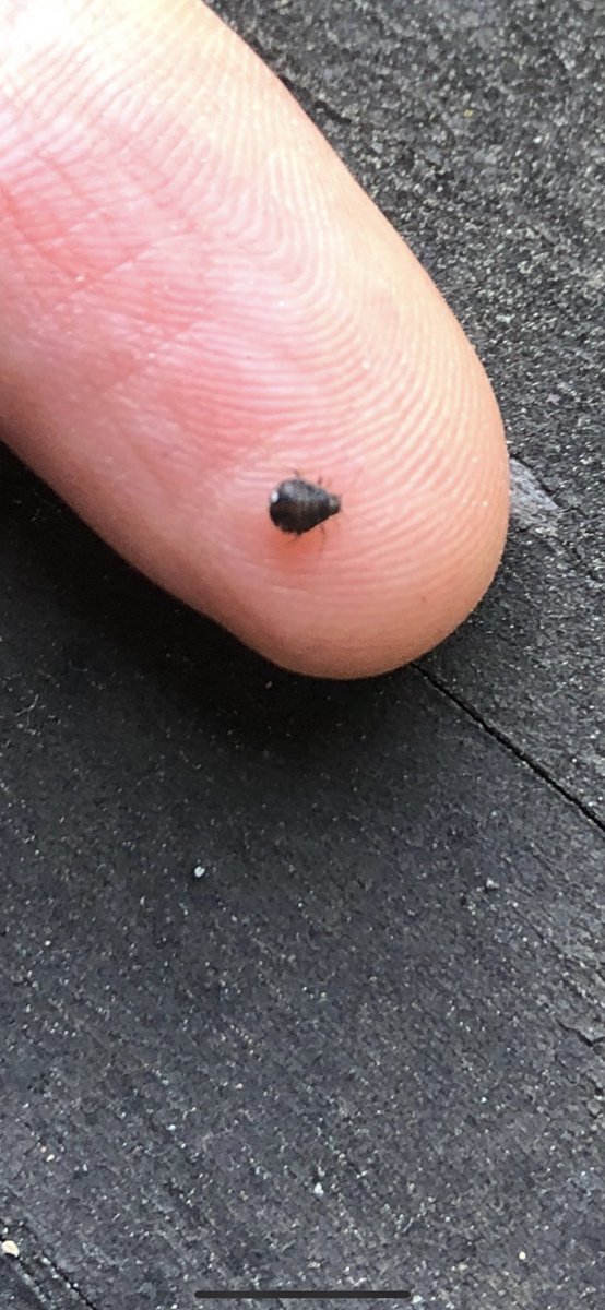 Ologies is on blooski tweet media