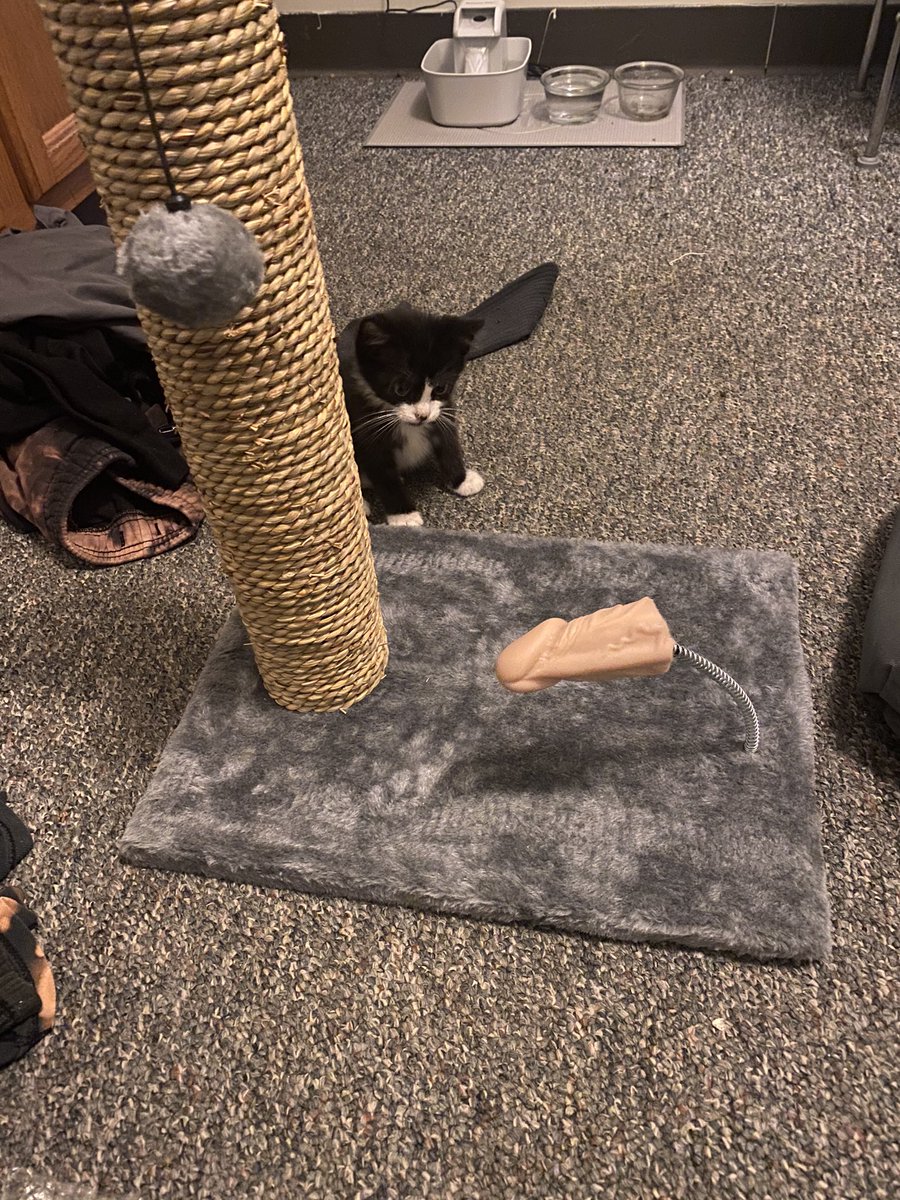 My kitty loves his new cat toy