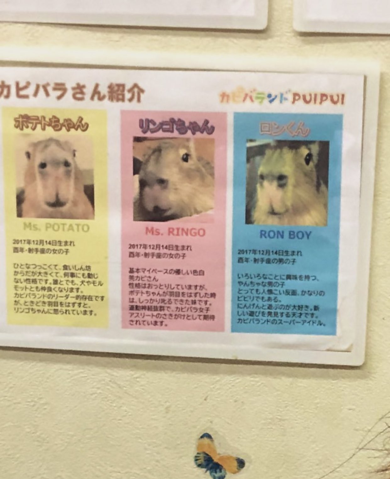 Capybara Man Capybaraland I Love These I Can T Read The Language Unfortunately Though T Co Vbus0nim49 Twitter