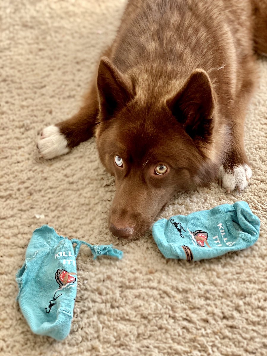 thehuletpack's tweet photo. The irony. 🦈🐕 #newsocks #stillhadthecardboardinside #huskypuppy https://t.co/ZmW3w5wp9q
