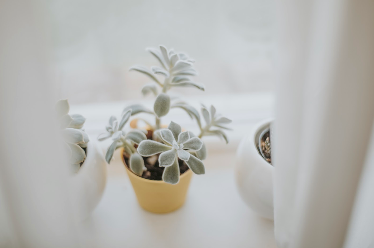 matchabloom's tweet photo. A flower doesn't think of competing with the flower next to it, it just blooms. 💐 
The simplicity in flowers serve us as a reminder that your competition isn’t other people. 
Your competition is:
 ‣ your ego.  
 ‣ your procrastination. 
 ‣ your consumption.
 ‣ yourself. ✨ https://t.co/ENlJ6iH7M3