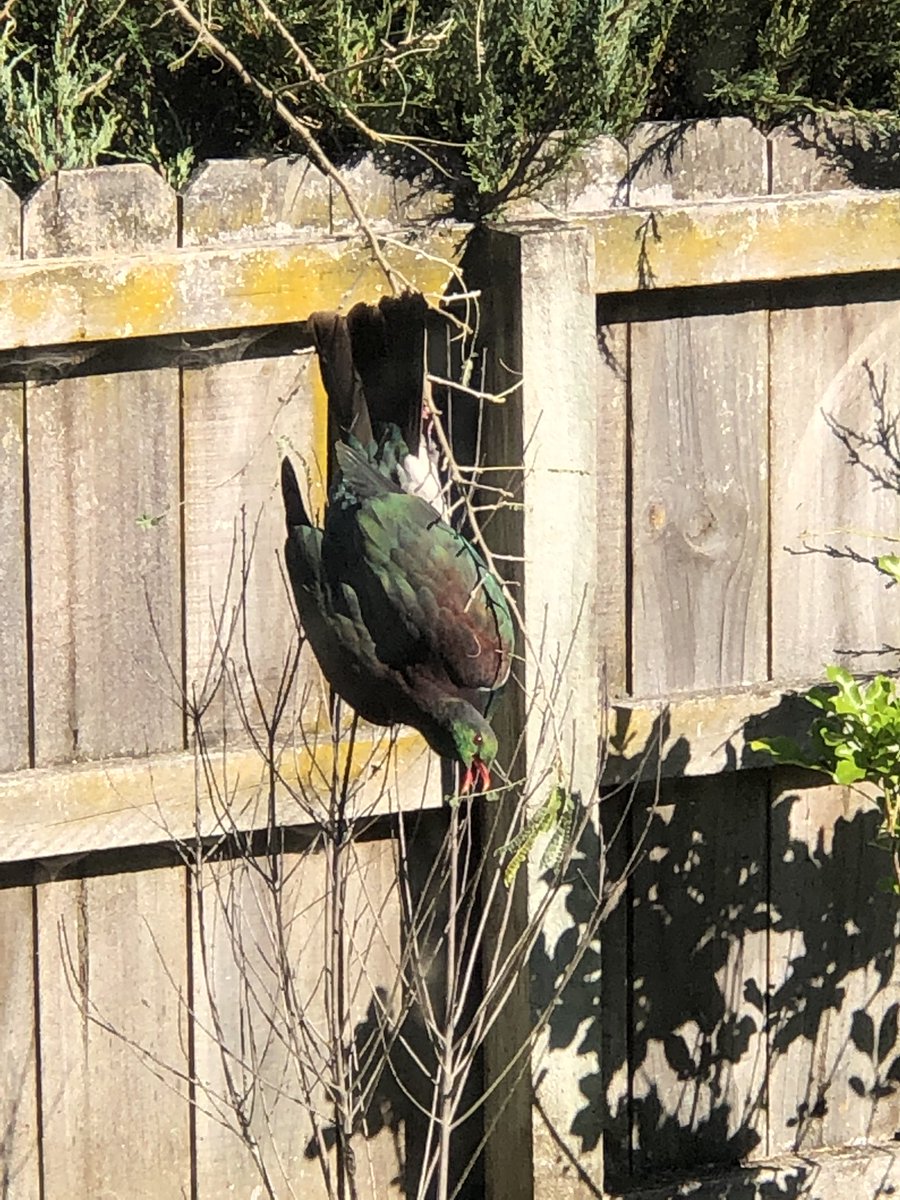 What they didn’t say was that Kereru chonks eat ALL the new shoots so that you permanently think your little Kowhai tree is in a perpetual state of leafless drain circling.