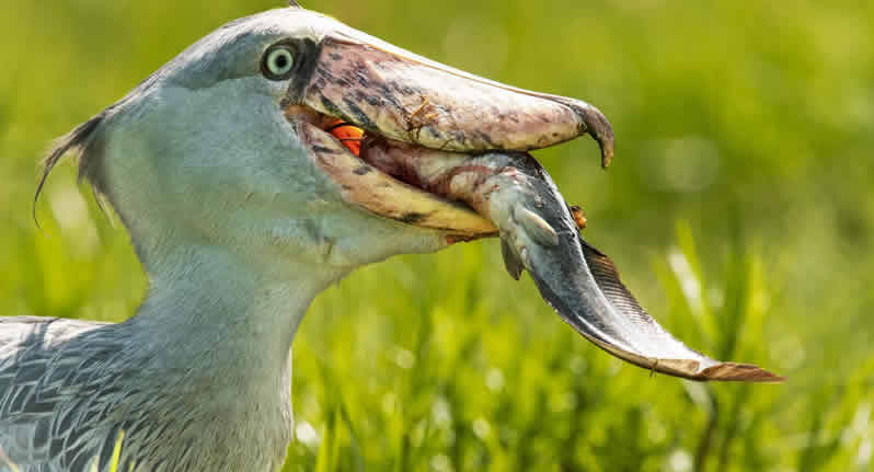 DexWildlife's tweet photo. Shoebill (Balaeniceps rex)
They live in the swamps of eastern tropical Africa.
They hunt like total bosses of the swamp. It will stand motionless, and wait for some lungfish or crocodile to swim by, tehn lunge forward and clamp with its massive beak. THEY DECAPITATE THEIR PREY. https://t.co/OgJ9r2kBTq