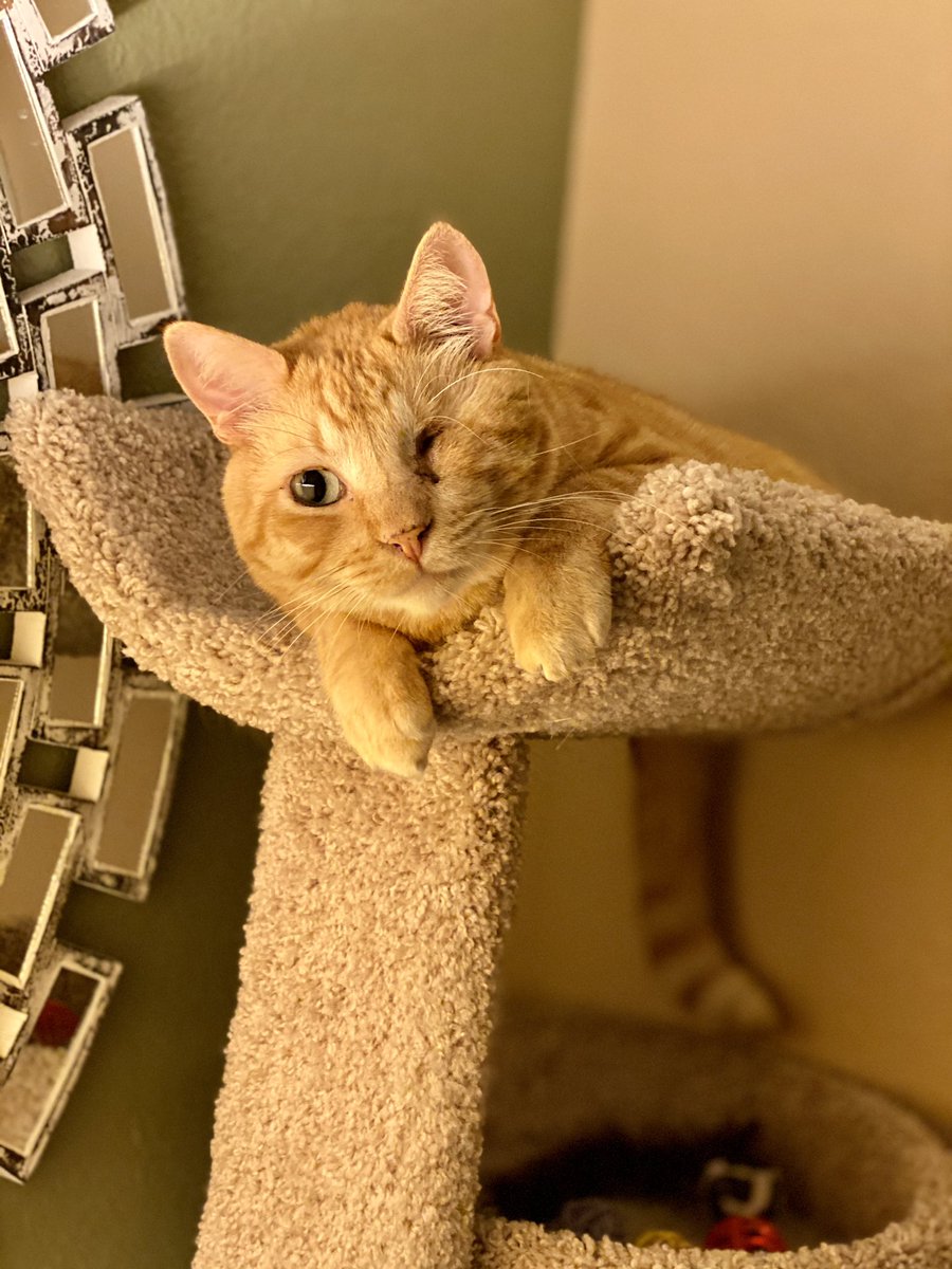ReneNBCU's tweet photo. Life is better with a buddy, and this year #ClearTheShelters returns with a month-long virtual ‘Adopt &amp; Donate’ Campaign for #NBC7 and #Telemundo20. My boy Cheeto says, “so what are you waiting for?” Adopt these San Diego animals: https://t.co/DioEs9ZPhl https://t.co/IZaLA10mMg