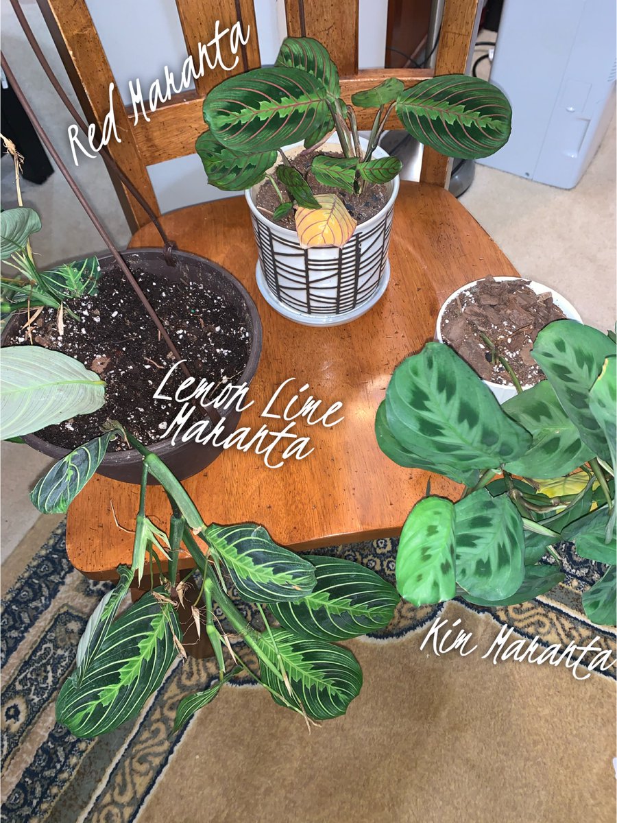 JackiieSmacks's tweet photo. Plant FB comes through for me time and time again, my babies😢

While I have them posing for pics I #MidasWell do some maintenance✨ https://t.co/iJ6R76bLOt