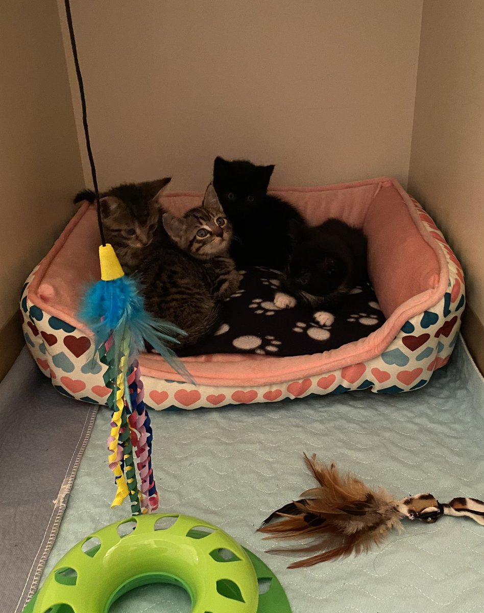 THANK YOU so much to everyone who donated to help my girlfriend & I foster these kittens!!!It didn’t quite cover everything that we had to get them, but it was a massive help & they are very happy ^_^