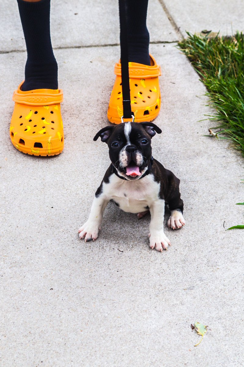 Breadrolle's tweet image. Just wanted to introduce the TL to my son Deebo