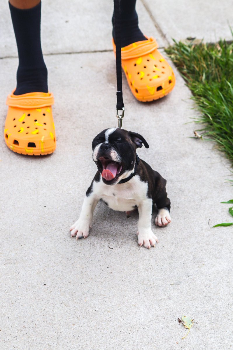 Breadrolle's tweet image. Just wanted to introduce the TL to my son Deebo