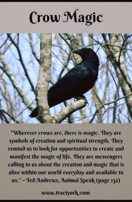 marixapanda's tweet image. #CrowMagic my fav birds 🖤
