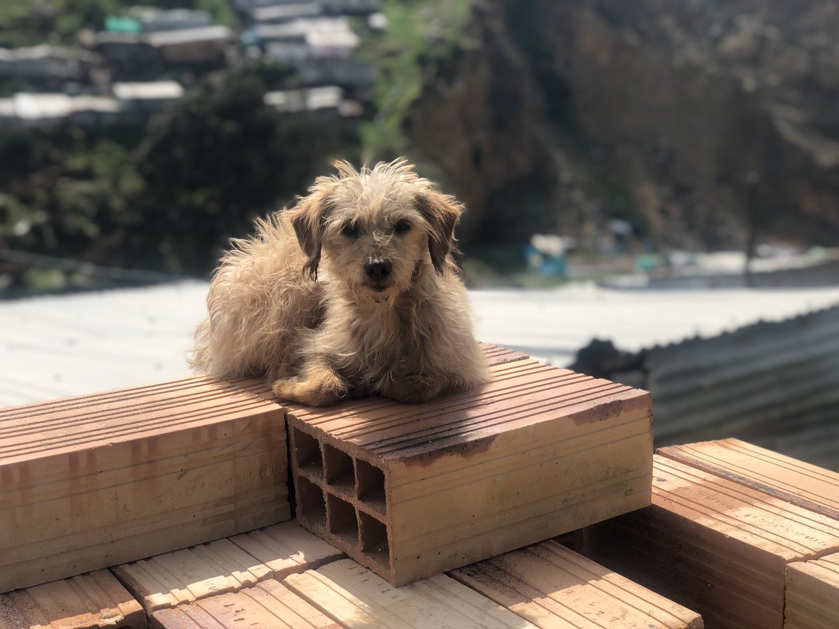 Perrograff's tweet image. La vida sigue a pesar de todo y solo nos queda adaptarnos