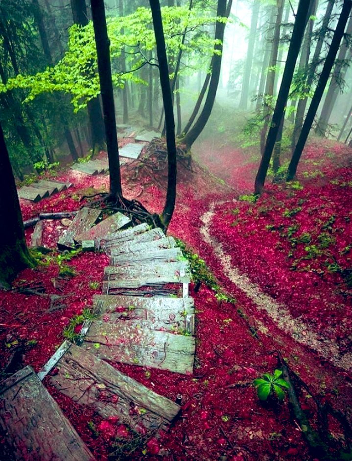 yuzubestever02's tweet photo. 🟫🟫🟫
#path #stairs #steps
🌿@Khalid50601274
🌲@KristinLisaCar1
🌱@nounou2002 #Zurich #Switzerland🇨🇭
🌳https://t.co/KHb5rNeqBD #Butchart #Gardens
#Japanese #Victoria #Canada🇨🇦
#nature #landscape #photography #walking #forest
#SocialDistancing #StaySafe #coronavirus #COVID19 https://t.co/43rJLkmamf