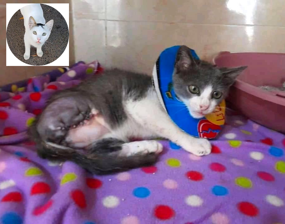 younescats2018's tweet photo. I need help to pay 100$ for the surgery of this poor cat that was rescued by me after I found it injured in the street, also I have to pay 200$ for the apartment rent for this month, really I'm broke and need your help, I apreciate your support 🙏
https://t.co/yH9SsuXfm8 https://t.co/bUIwme52kW