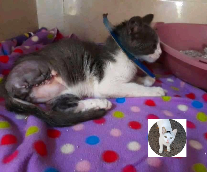 younescats2018's tweet photo. I need help to pay 100$ for the surgery of this poor cat that was rescued by me after I found it injured in the street, also I have to pay 200$ for the apartment rent for this month, really I'm broke and need your help, I apreciate your support 🙏
https://t.co/yH9SsuXfm8 https://t.co/bUIwme52kW