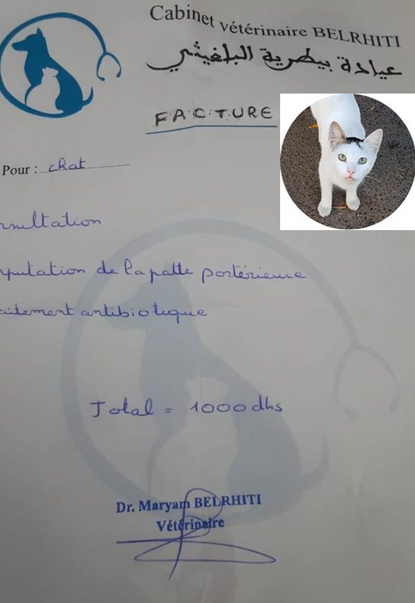younescats2018's tweet photo. I need help to pay 100$ for the surgery of this poor cat that was rescued by me after I found it injured in the street, also I have to pay 200$ for the apartment rent for this month, really I'm broke and need your help, I apreciate your support 🙏
https://t.co/yH9SsuXfm8 https://t.co/bUIwme52kW
