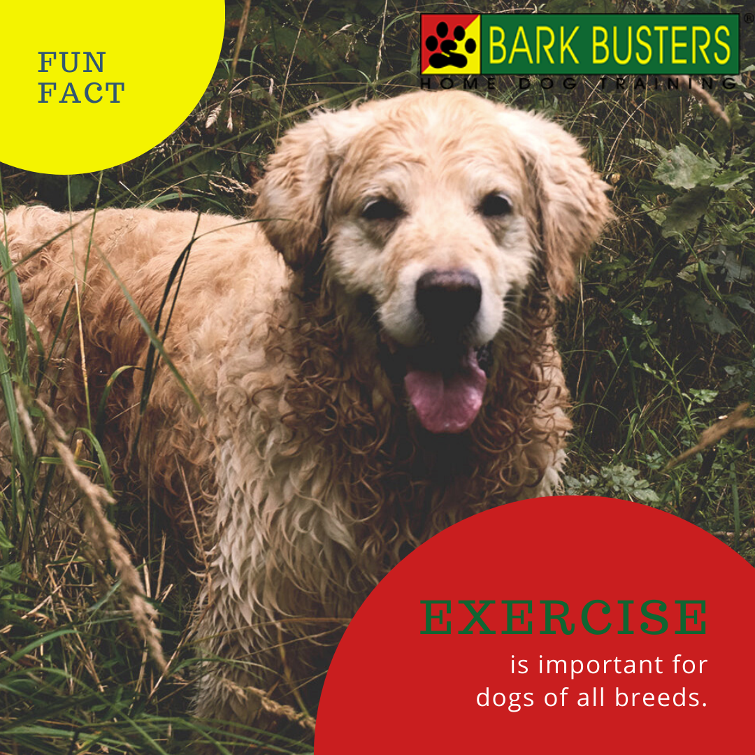 barkbusterla's tweet photo. Exercise is important for dogs of all breeds #funfact #dogtraining #masterdogtrainer #speakingdog #leaderofthepack #dogtrainerlosangeles #bestdogtraining #socal #puppytraining #puppylove https://t.co/6LhZpJXQTB