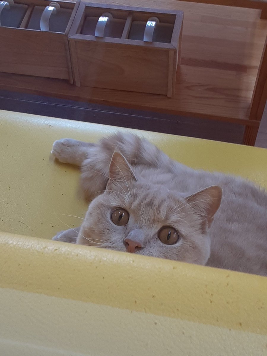 白パンツ ねこ 猫 猫好きさんと繋がりたい まるどら ツイレポ 白パンツ ねこ 猫 猫好きさんと繋がりたい まるどら ツイレポ